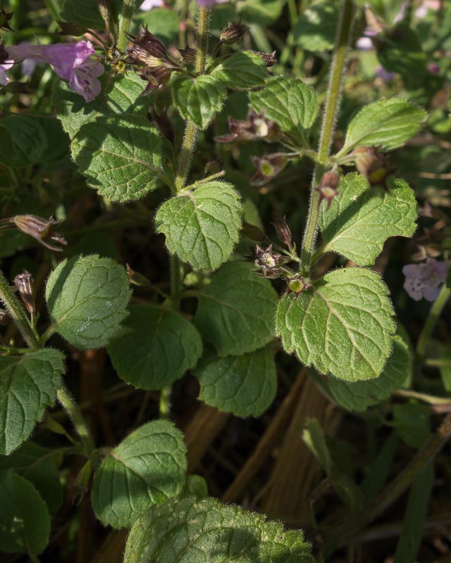 Clinopodium cfr. menthifolium